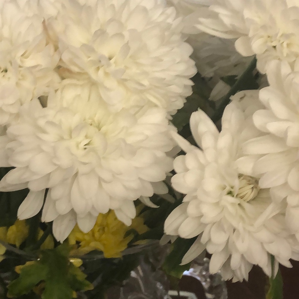 Meet your Posher, Mona